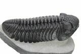 Perfectly Prone, Drotops Trilobite - Large Specimen #227794-3